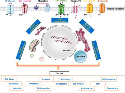 Editorial: Ion channels & homeostasis of ions in cancer cell fate